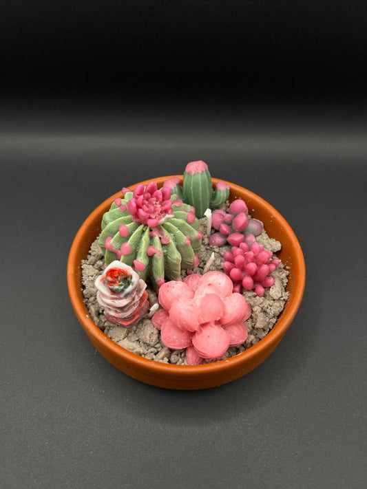 Cactus Desert